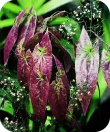 Epimedium Sagittatum