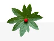 Goldenseal