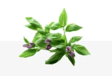 Holy Basil