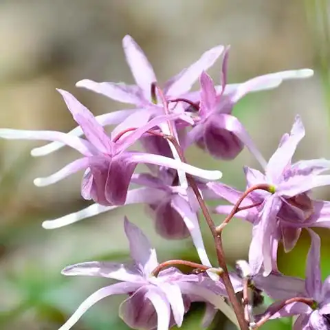 Horny-Goat-Weed