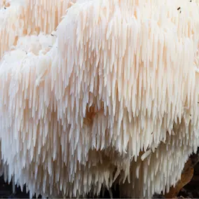 Lion’s mane mushroom