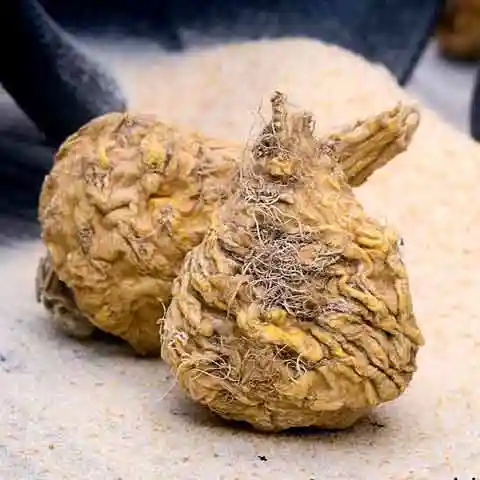 Maca-Root