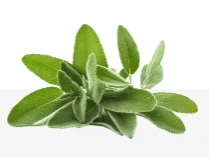 Sage